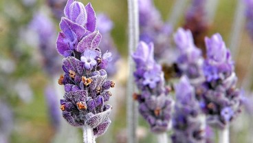 Lavender, Tanaman Hias Pengusir Nyamuk. Begini Cara Merawatnya