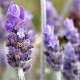 Lavender, Tanaman Hias Pengusir Nyamuk. Begini Cara Merawatnya