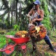 Alhamdulillah! Petani Sawit Swadaya Riau Bakal Punya Standar Harga 