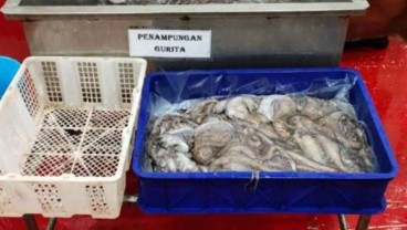 Perinus Ekspor Gurita ke Jepang Senilai Rp1,03 Miliar