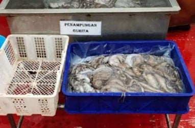 Perinus Ekspor Gurita ke Jepang Senilai Rp1,03 Miliar