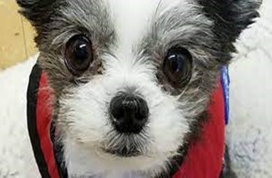 Kenalan dengan Gizmo, Anjing Lucu Penjaga Kesehatan Mental Anak di Masa Pandemii