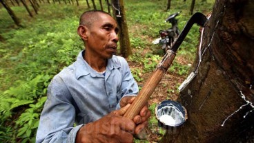 Harga Karet Riau Pekan Ini Fluktuatif, di Rohil Naik Rp1.000 per Kg