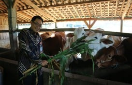 Pembiakan Sapi Potong di Malang Perkuat Ketahanan Daging