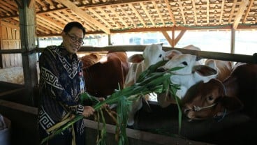 Pembiakan Sapi Potong di Malang Perkuat Ketahanan Daging