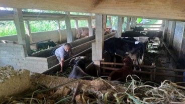 Penjualan Sapi di Tulungagung Tak Terpengaruh Isu Antraks