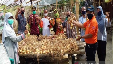 Khasiat Bawang Bombai, Penurun Kadar Gula Darah hingga Berat Badan