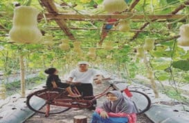 Pemuda Karang Taruna Teluknaga Tangerang Budi Daya Melon dan Labu Madu