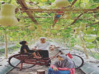 Pemuda Karang Taruna Teluknaga Tangerang Budi Daya Melon dan Labu Madu
