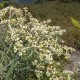 Ini Alasan Bunga Edelweis Disebut Bunga Abadi dan Tidak Boleh Dipetik