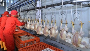 Pemerintah Pangkas Bibit Ayam Pedaging, CPIN & JPFA dkk Berkokok?