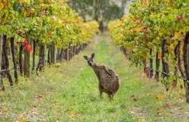 Australia Ajukan Banding Tarif Anggur China ke WTO
