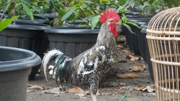 Ayam Buatan UGM Mirip Ayam Kampung, Miliki Beberapa Keunggulan