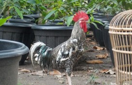 Ayam Buatan UGM Mirip Ayam Kampung, Miliki Beberapa Keunggulan