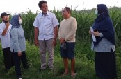 Dicari Investor Gula Rp23 Triliun, Kembangkan SugarCo Milik PTPN