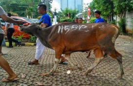 MUI Riau Minta Pembagian Daging Hewan Kurban Harus Menaati Prokes