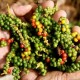 Ratusan Petani Lada di Lampung Dilatih Genjot Produksi