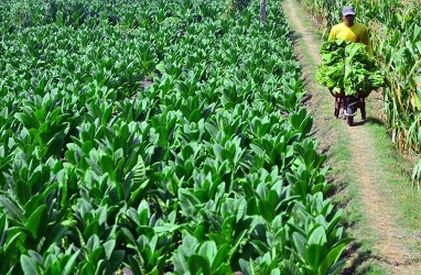 Simplifikasi Struktur Tarif Cukai Rokok Didesak