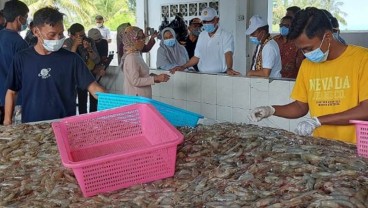 Bebas Bea Masuk, Ekspor Udang ke AS Berpotensi Meningkat 