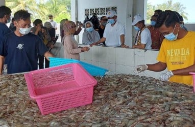 Bebas Bea Masuk, Ekspor Udang ke AS Berpotensi Meningkat 