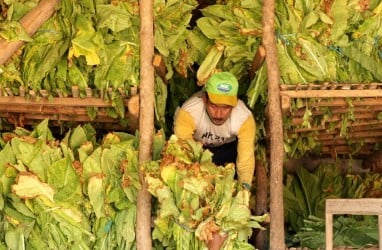 Ada Wacana Revisi PP 109, Petani Tembakau Bakal Surati Presiden