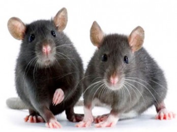 Wabah Tikus Serang Australia, Ratusan Napi Diungsikan