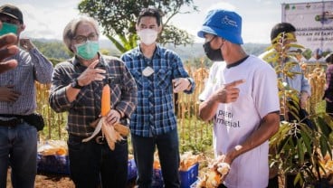 Petani Milenial Binaan Dinas TPH Jabar Sukses Panen Jagung