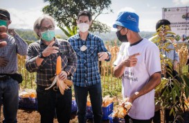 Petani Milenial Binaan Dinas TPH Jabar Sukses Panen Jagung
