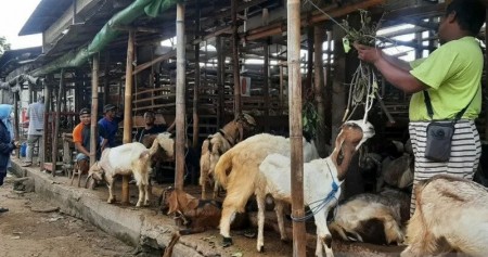 Aktivitas di Pasar Hewan Semanggi Solo, Kamis (24/6/2021)./Antara-Aris Wasita