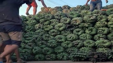 Ini Cara Kaltim Genjot Produksi Pisang Kepok Grecek