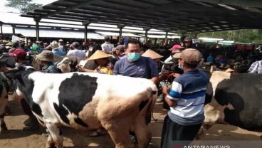 Harga Sapi di Boyolali Bergerak Naik