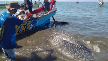 Terjerat Jaring Ikan, Seekor Hiu Paus Berhasil Diselamatkan 