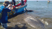 Terjerat Jaring Ikan, Seekor Hiu Paus Berhasil Diselamatkan