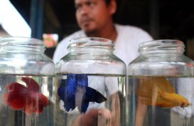 Harga Ikan Cupang & Potensi Ekonomi Rp49 Miliar di Kediri