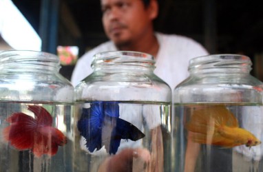 Harga Ikan Cupang & Potensi Ekonomi Rp49 Miliar di Kediri