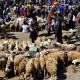 Guru Besar UGM : Kulit Kambing Potensial Jadi Bahan Gelatin dan Kolagen