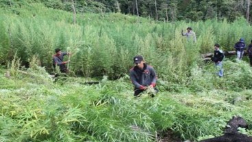 Bareskrim Tangkap 4 Tersangka Pemilik 7 Hektare Ladang Ganja di Aceh