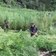 Bareskrim Tangkap 4 Tersangka Pemilik 7 Hektare Ladang Ganja di Aceh