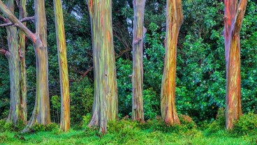 Pohon Eukaliptus Pelangi, Si Cantik yang Hanya Ada di Indonesia dan Filipina