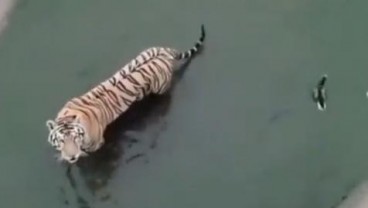 Video Viral, Harimau dan Bebek Main Petak Umpet