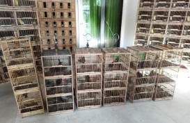 Balai Gakkum KLHK Wilayah Kalimantan Hentikan Penyelundupan Burung ke Jawa dan Sulawesi