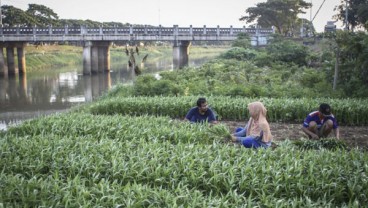 Permintaan Kangkung Kuat, Lombok Barat Perluas Pertanaman 300 Hektare