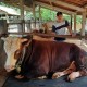 Sapi Kurban Bantuan Jokowi Berasal dari Peternak Bengkalis