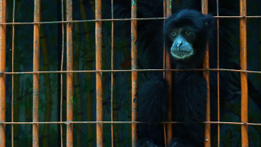 Gaji Dipotong Karena Pandemi Covid-19, Karyawan Kebun Binatang Madiun Mengundurkan Diri