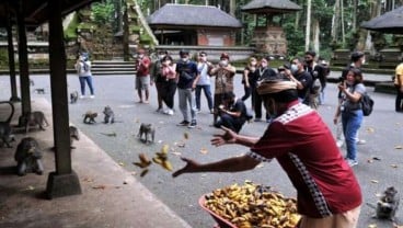 Pengelola Sangeh Kesulitan Beri Pakan Hewan saat Pandemi