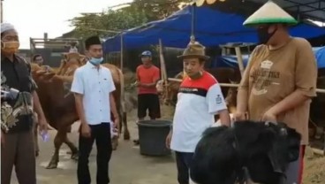 Pasar Sapi Potong Lesu Jelang Iduladha, Margin Pedagang Susut