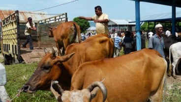 Harga Sapi di Mataram Naik Rp2 Juta per Ekor