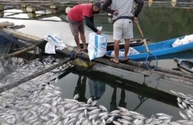 Ribuan Ikan di Danau Batur Bali Mati Keracunan