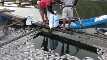 Ribuan Ikan di Danau Batur Bali Mati Keracunan