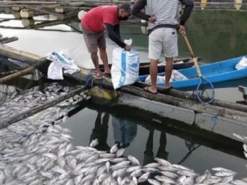 Ribuan Ikan di Danau Batur Bali Mati Keracunan
